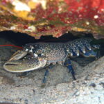 homard
