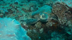 Close-up of a green sea turtle in the vibrant Watamu coral reef.