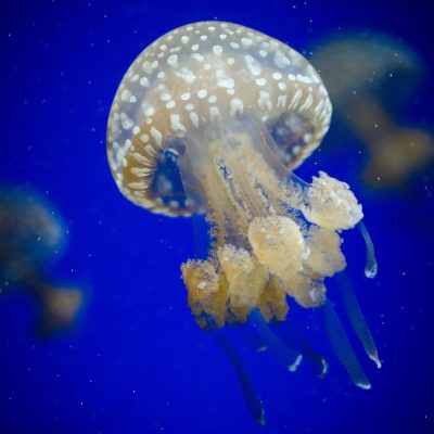 jellyfish, animals, underwater, sea jelly, nature, cnidaria, marine life, sea life, ocean life, aquatic animal, wildlife, fauna, sea, ocean, aquarium, invertebrate, aquatic, salt water, sea water, water, blue sea, blue ocean